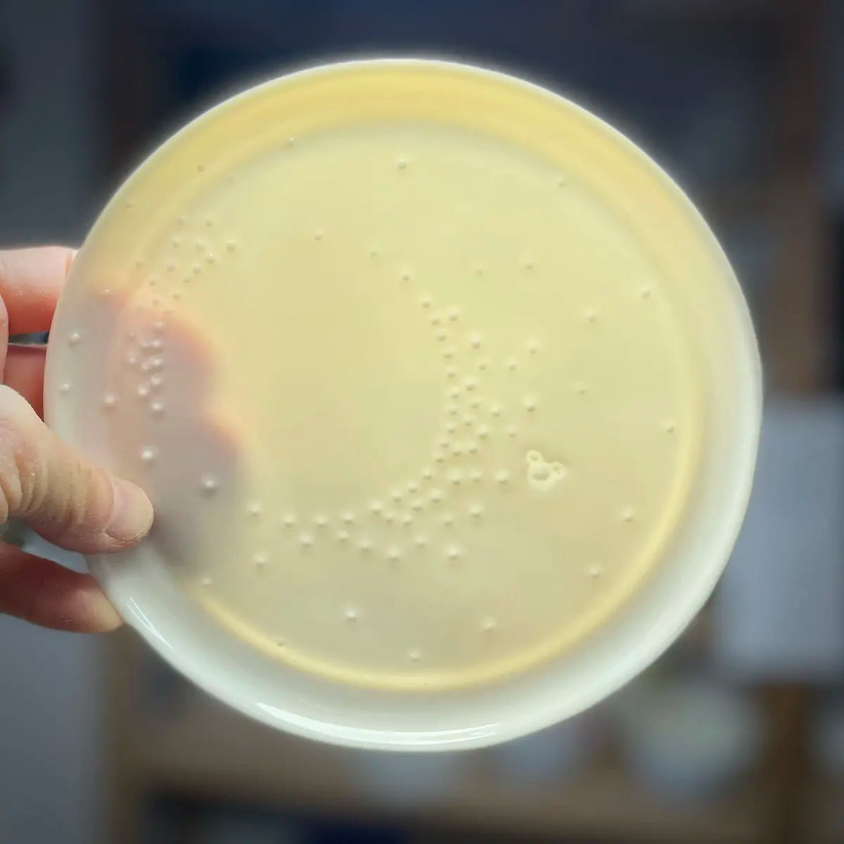 A hand holds up an Urchic Porcelain Saucer for Nova Cup, which contains a translucent yellowish culture medium with small white bacterial colonies forming a crescent shape along one side.